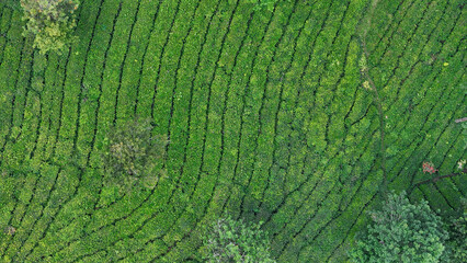 Beautiful aerial landscape of lush green tea plantation fields with curving patterns, ideal for eco tourism, farming, and agricultural themes.