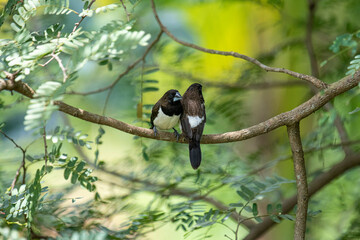 Two dark-feathered munia birds, possibly white-rumped, perch closely on a slender branch amidst vibrant green foliage. One bird shows distinctive white plumage on its underside.
