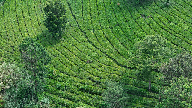 Aerial view of lush green tea plantation with neatly arranged rows and scattered trees, perfect for agriculture, eco tourism, and nature concepts.