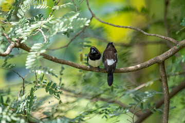 Two dark-feathered munia birds, possibly white-rumped, perch closely on a slender branch amidst vibrant green foliage. One bird shows distinctive white plumage on its underside.