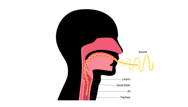 Anatomy of the voice