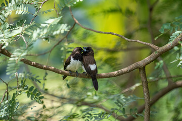 Two dark-feathered munia birds, possibly white-rumped, perch closely on a slender branch amidst vibrant green foliage. One bird shows distinctive white plumage on its underside.
