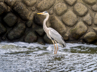 水辺のアオサギ