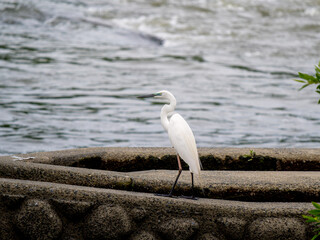水辺のダイサギ