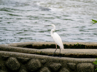 水辺のダイサギ