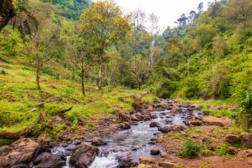Tranquil stream winds its way through the rainforests of Mount Kilimanjaro in Tanzania
