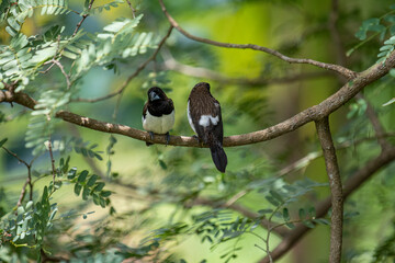 Two dark-feathered munia birds, possibly white-rumped, perch closely on a slender branch amidst vibrant green foliage. One bird shows distinctive white plumage on its underside.