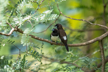 Two dark-feathered munia birds, possibly white-rumped, perch closely on a slender branch amidst vibrant green foliage. One bird shows distinctive white plumage on its underside.