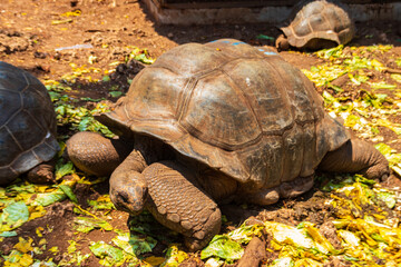 Aldabra giant tortoise on Prison island, Zanzibar in Tanzania