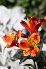 Les magnifiques jardins de Malahide avec leurs fleurs colorées, près de Dublin