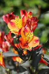 Les magnifiques jardins de Malahide avec leurs fleurs colorées, près de Dublin