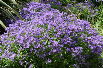 Les magnifiques jardins de Malahide avec leurs fleurs colorées, près de Dublin