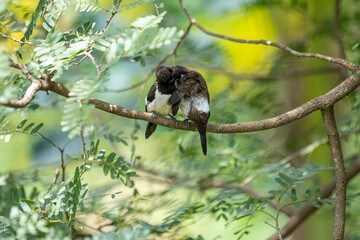 Two dark-feathered munia birds, possibly white-rumped, perch closely on a slender branch amidst vibrant green foliage. One bird shows distinctive white plumage on its underside.