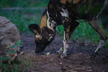 Fototapeta premium African Wild Dog Sniffing the Ground