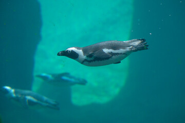 African Penguin Swimming Underwater © Mateusz