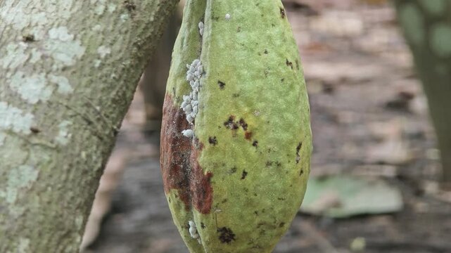 Mealybugs on green cocoa pod.