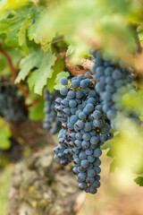 Naklejka premium Close-up of bunches of ripe black-skinned grapes on the vine