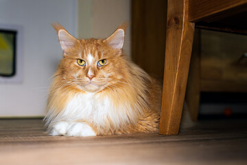 Roter stattlicher Kater liegt unter dem Tisch.