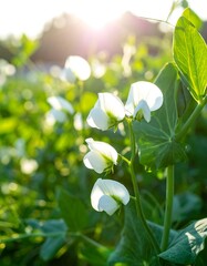 Close-up of white pea blossoms in sunlit field