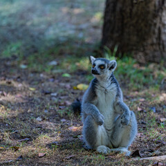 ring tailed lemur sitting on the ground	
