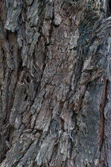 bark of a tree close up