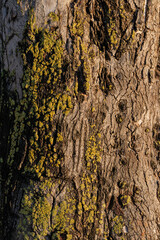bark of a tree close up
