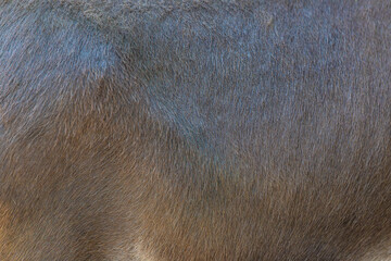 close up of fur texture	
