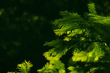 leaves under the sunlight