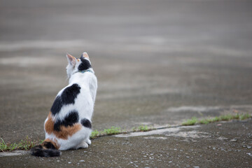 Cute cat sitting on the floor in the garden. Selective focus.
