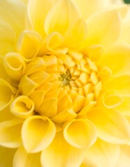 Close-up of a vibrant yellow dahlia flower