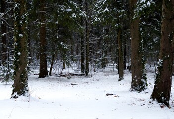 Fototapeta premium Serene Winter Forest: Snow-Covered Trees and Tranquil Landscape