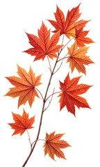 Vibrant orange and red autumn leaves displayed on a branch showcasing the beauty of fall foliage in a natural setting