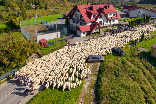 Traditional Redyk day celebration in Szczawnica, Poland