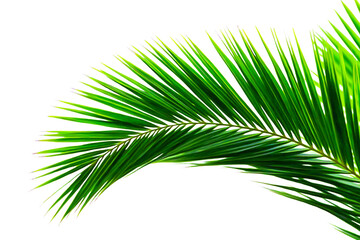 Obraz premium Natural palm branch isolated on transparent background. Tropical green palm leaf cut out for summer design elements. PNG file