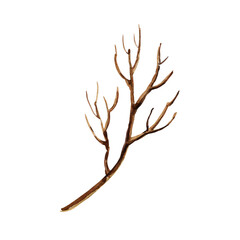 watercolor brown dry branch, botanical element of tree, dead leafless twig, hand dawn seasonal nature print, sketch, winter, autumn clip art, Christmas, new year decoration for wreath, bouquet on card