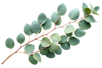 Fresh eucalyptus branch with lush green leaves displaying natural beauty and intricate details in bright light , growth, natural, beauty, wellness, therapeutic, essential, oils, sustainability, home, 