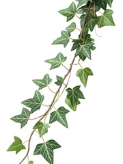 Decorative green ivy vine with variegated leaves in bright light showcasing natural beauty and vibrant colors variegated, sunlight, nature, foliage, plant, life, gardening, texture, silhouette, botani