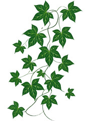 Climbing ivy vine with lush green leaves showcasing delicate patterns in a vibrant display of nature's artistry against a white backdrop gardening, home, decor, lush, patterns, vertical, growth, natur