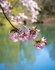 Pink cherry blossoms over a tranquil pond
