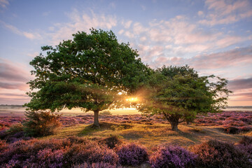 Sunrise through two trees over purple heather fields