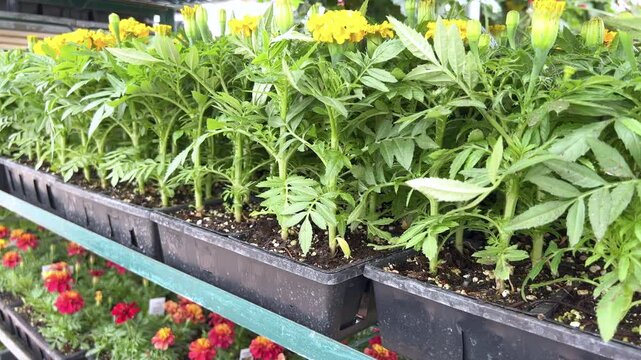 Marigold Seedlings in Garden Center Tray