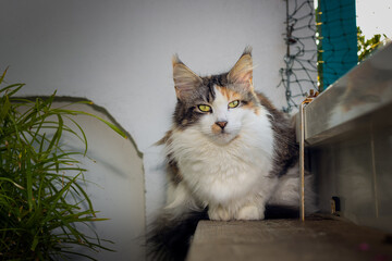 Mehrfarbige Katze liegt auf dem Balkon.