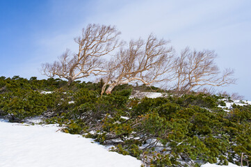 風雪で曲がった乗鞍岳のダケカンバ