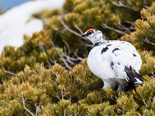 ハイマツの上のライチョウ雄