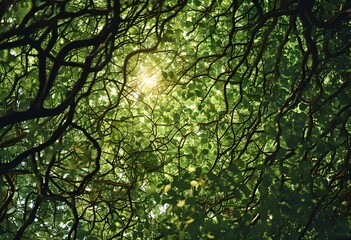 Naklejka premium forest 