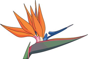 Bird of Paradise Flower Illustration