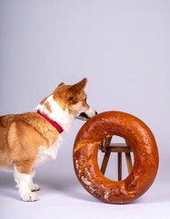 Dog stares at large pretzel