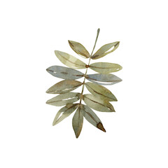 Rowan leaf watercolor hand drawn illustrations. Isolated on white background. Element for seasonal autumn labels, packaging design, postcards, tableware