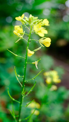yellow flowers in the garden