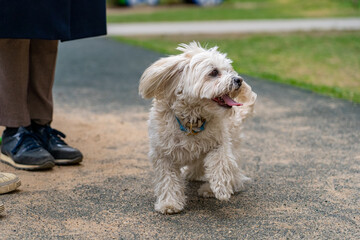 Fluffy white dog happily trotting on sandy path in park with person's legs in foreground, showcasing joyful outdoor moment